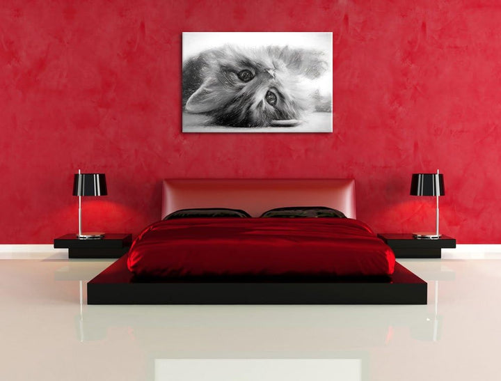 Pixxprint Süsses Katzenbaby als Leinwandbild/Grösse: 100x70 / Wandbild/Kunstdruck/fertig bespannt, 1