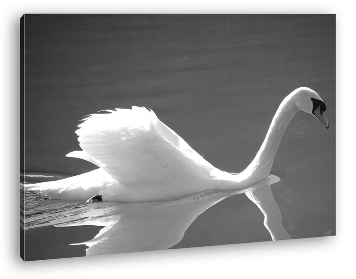 deyoli entzückender Schwan Effekt: Schwarz/Weiss Format: 80x60 als Leinwandbild, Motiv fertig gerahm