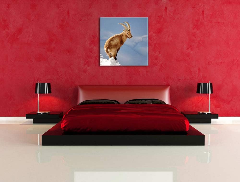 Steinbock im Schnee, Format: 70x70 auf Leinwand, XXL riesige Bilder fertig gerahmt mit Keilrahmen, K