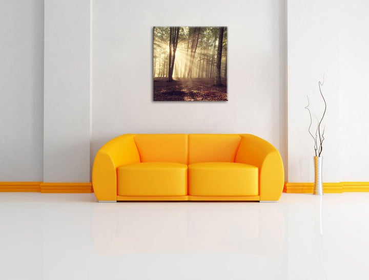Pixxprint Waldlichtung im Sonnenschein, Format: 70x70 auf Leinwand, 70x70