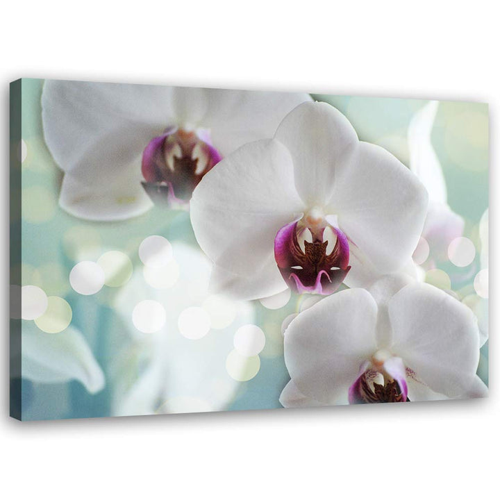 Feeby Bild auf Leinwand Natur Kunstdruck modern Orchideen Weiss 80x60 cm Leinwandbild 80x60 cm Weiss
