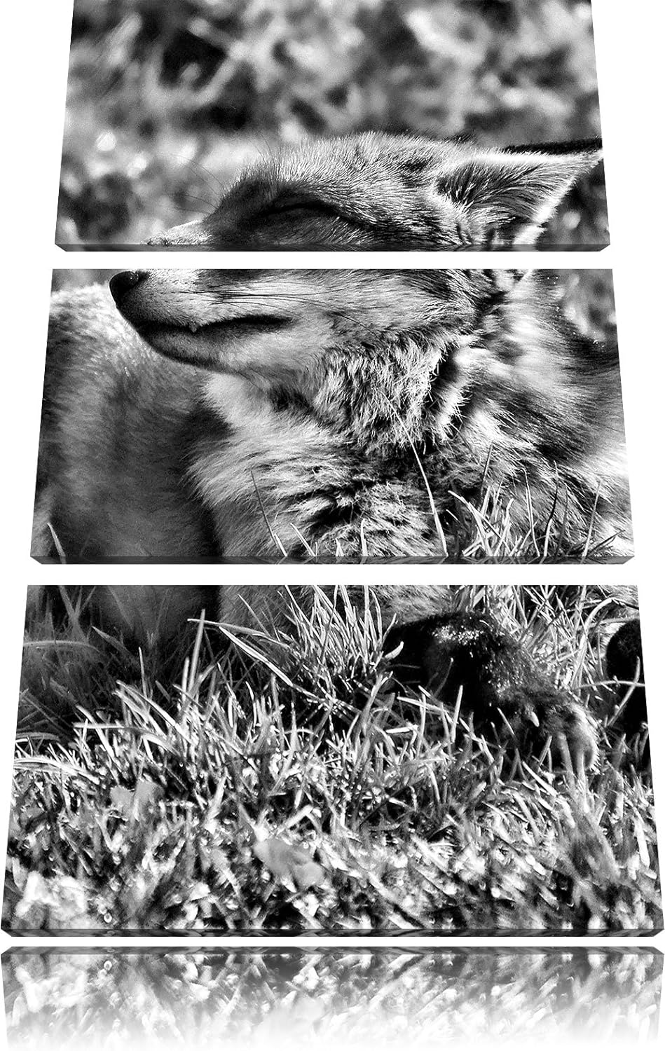Pixxprint Fuchs im Gras als Leinwandbild/Grösse: 3 Teilig (120x80) / Wandbild/Kunstdruck/fertig besp