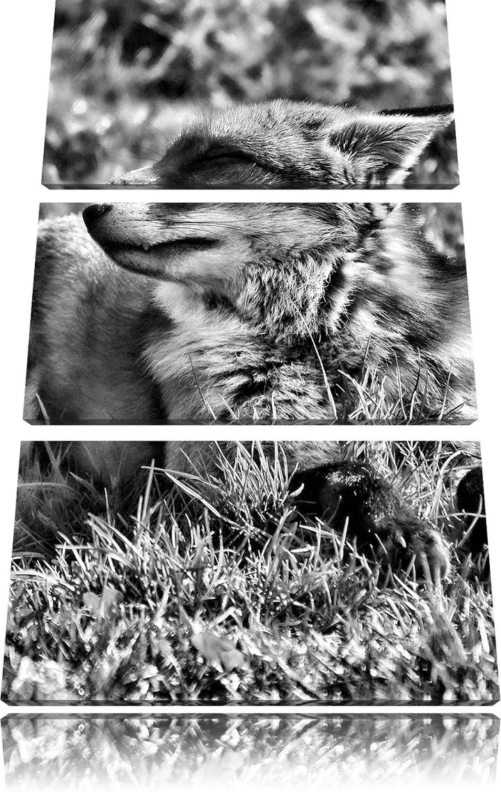 Pixxprint Fuchs im Gras als Leinwandbild/Grösse: 3 Teilig (120x80) / Wandbild/Kunstdruck/fertig besp