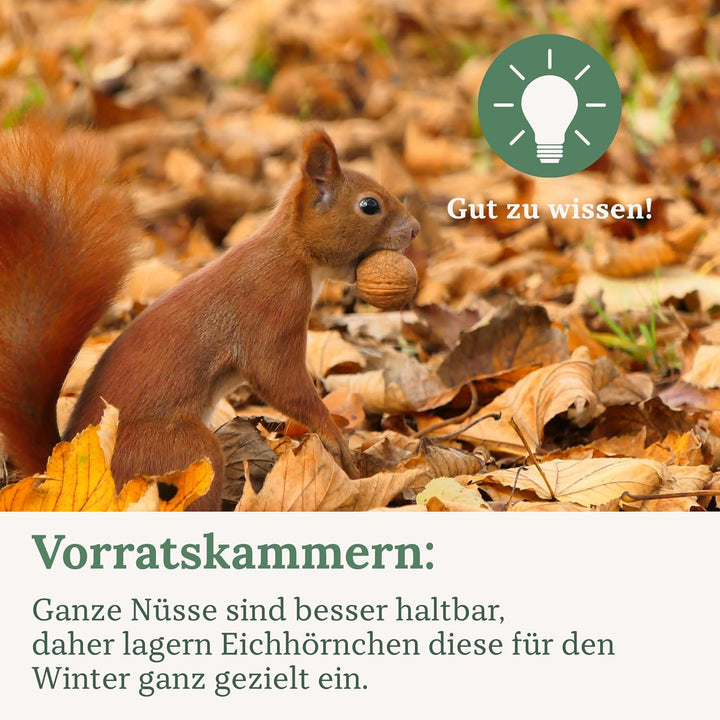 Orni Artgerechter Nüsse Mix für Eichhörnchenfutter 1kg | Futter für Eichhörnchen mit Haselnüsse, Wal
