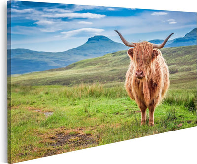 Bild auf Leinwand Weiden Lassen Hochlandkuh In Isle of Skye Schottland Wandbild Poster Kunstdruck Bi