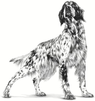 Royal Canin Satiety Weight Management Trockenfutter Hund - Diätfutter bei Übergewicht 6kg