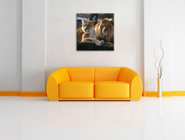interessiertes Löwenpaar, Format: 70x70 auf Leinwand, XXL riesige Bilder fertig gerahmt mit Keilrahm