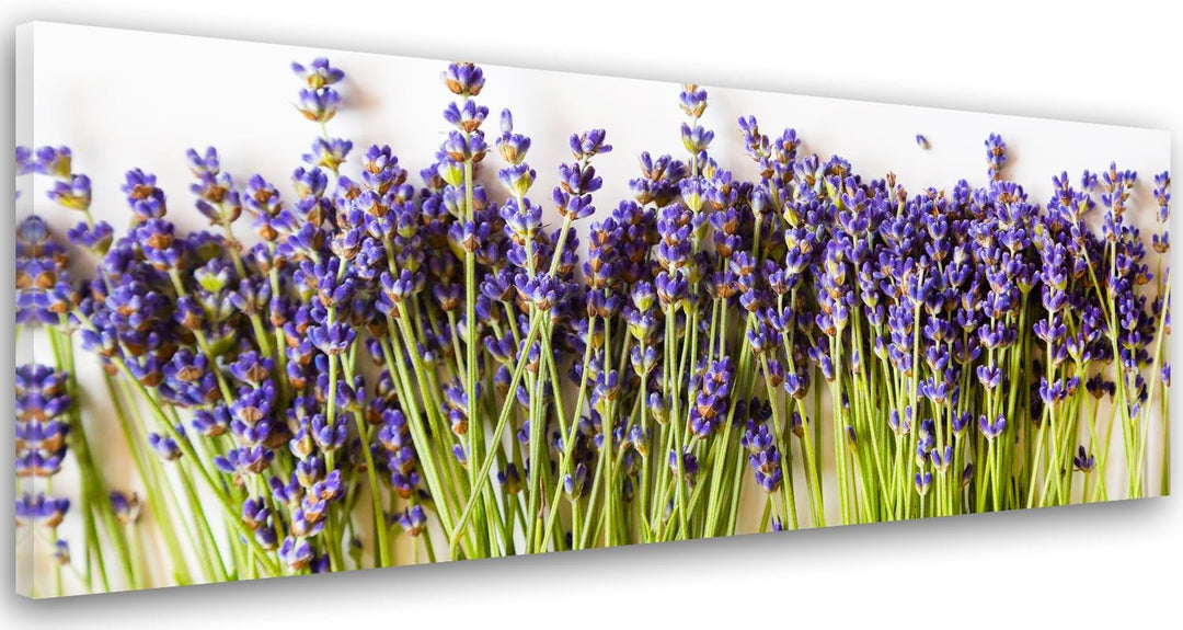 Feeby. Leinwandbild, Bilder, Wand Bild, Wandbilder, Kunstdruck 150x50 cm, LAVENDEL, NATUR, VIOLETT,