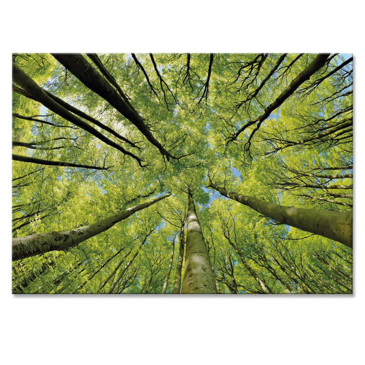 Primus Print - Wandbild Glasbild - Acrylglas Aludibond (Aluminium, Bäume 84,1x59,4 cm) Aluminium Bäu