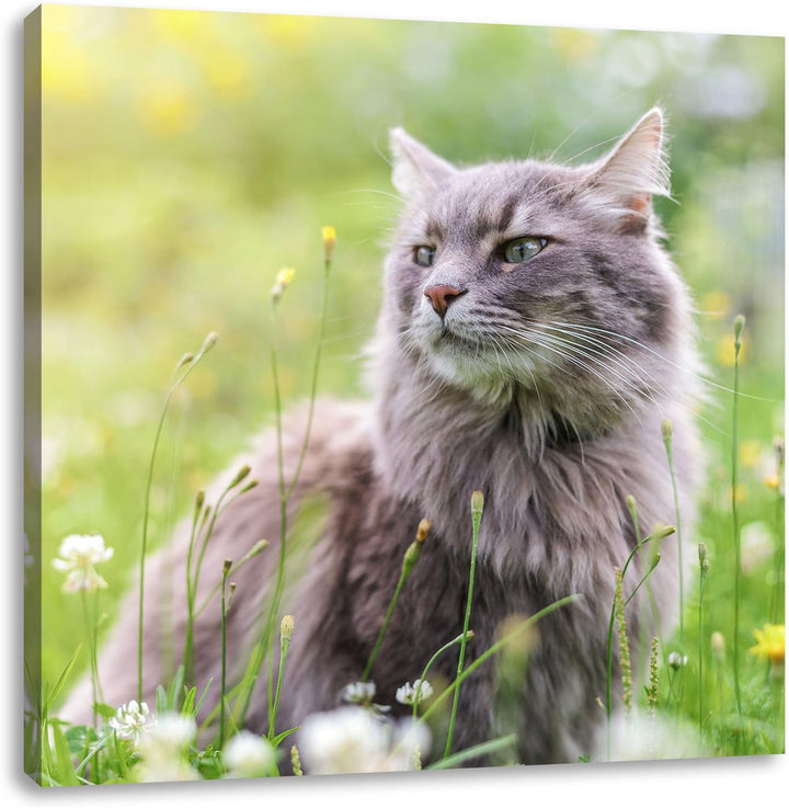 Katze in der Wildnis, Format: 70x70 auf Leinwand, XXL riesige Bilder fertig gerahmt mit Keilrahmen,