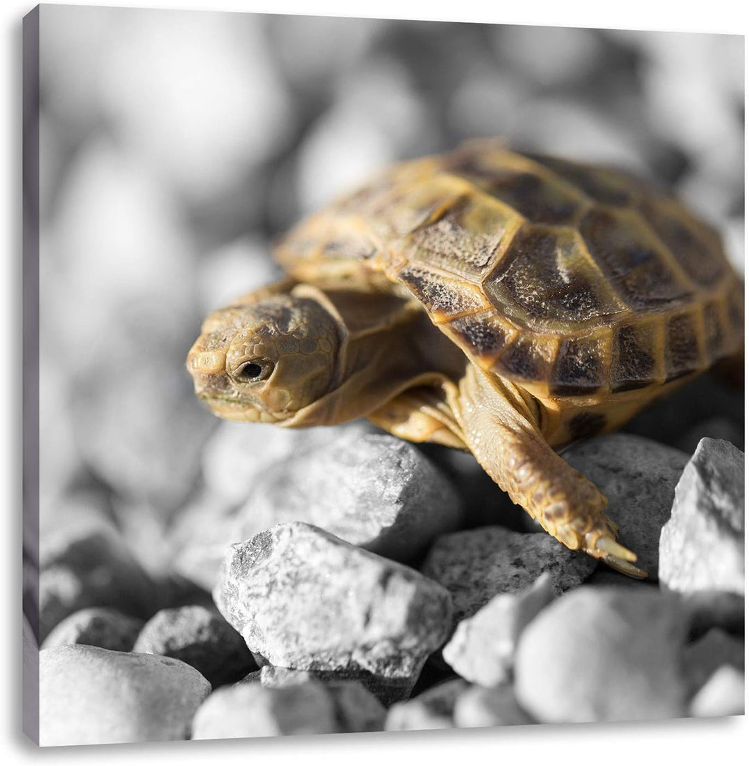 Pixxprint süsse Schildkröte auf Steinen schwarz/weiss, Format: 70x70 auf Leinwand, 70x70