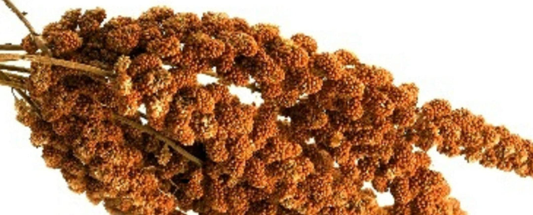 Weiss-Premium 3 kg ROTE KOLBENHIRSE Premium Qualität handverlesen aus Frankreich Hirse