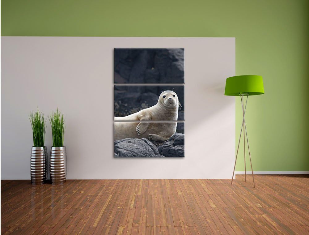 Pixxprint Robbe entspannt auf Felsen als Leinwandbild/Grösse: 3 Teilig (120x80) cm/Wandbild/Kunstdru