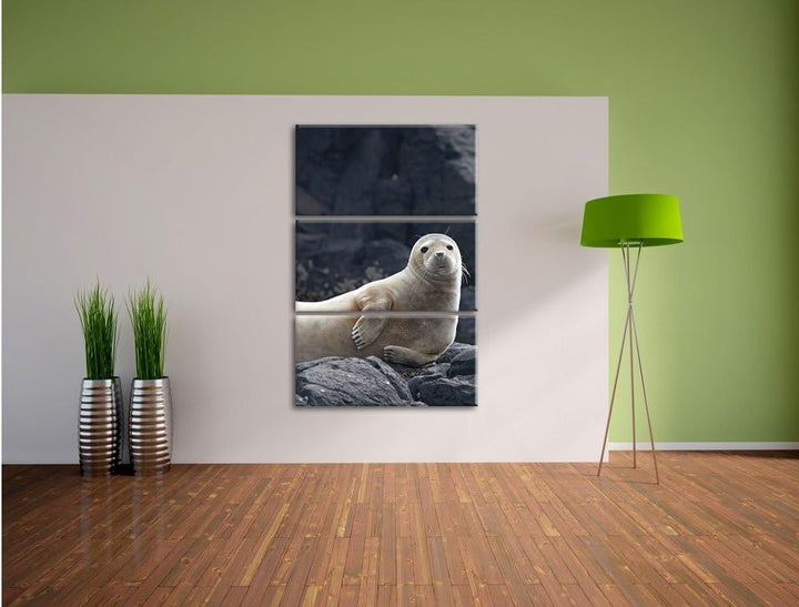 Pixxprint Robbe entspannt auf Felsen als Leinwandbild/Grösse: 3 Teilig (120x80) cm/Wandbild/Kunstdru