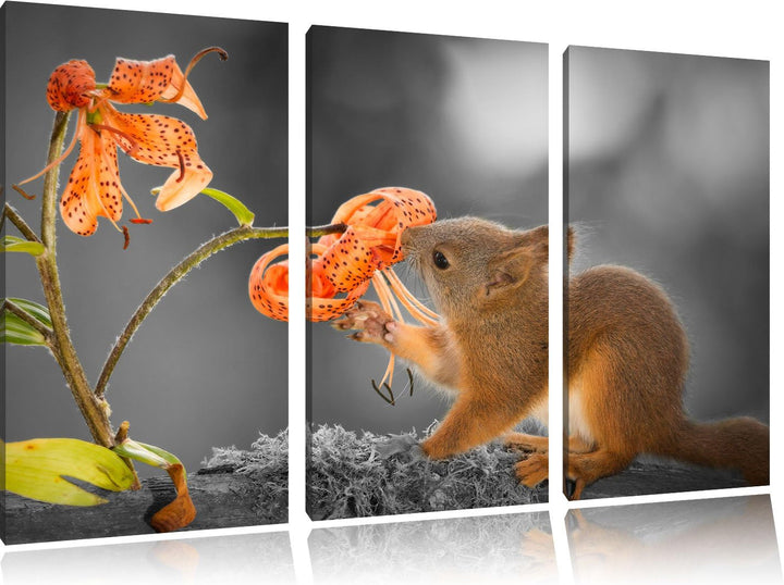 Pixxprint Eichhörnchen riecht an Einer Blume als Leinwandbild/Grösse: 3 Teilig (120x80 cm) cm/Wandbi