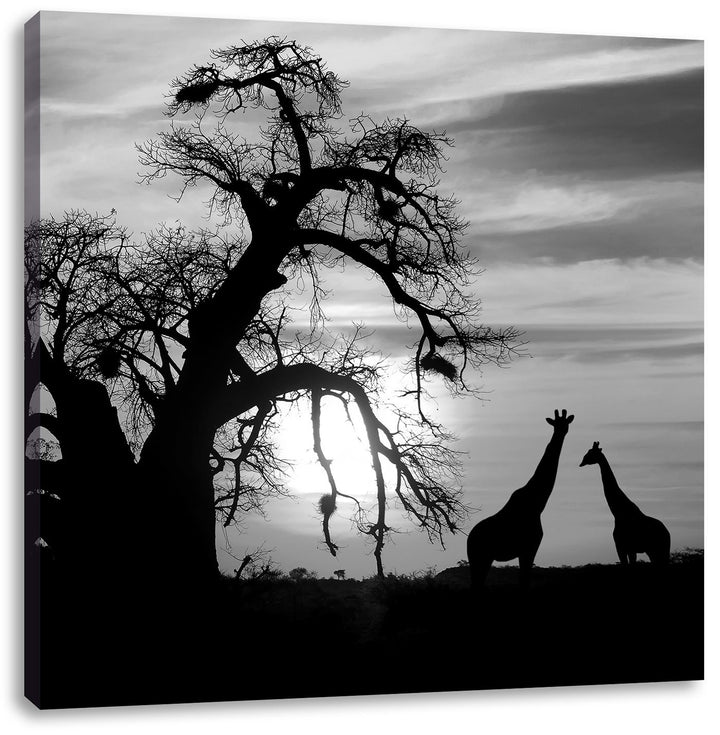 Pixxprint Zwei Giraffen in der Wüste Schwarz/Weiss, Format: 70x70 auf Leinwand, 70x70