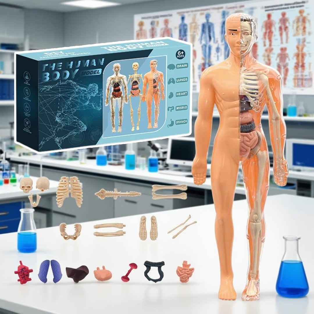 Anatomiemodell Für Kinder 3D | Menschlicher Torso Anatomisches Modell - Lehrreiches Bauspielzeug für