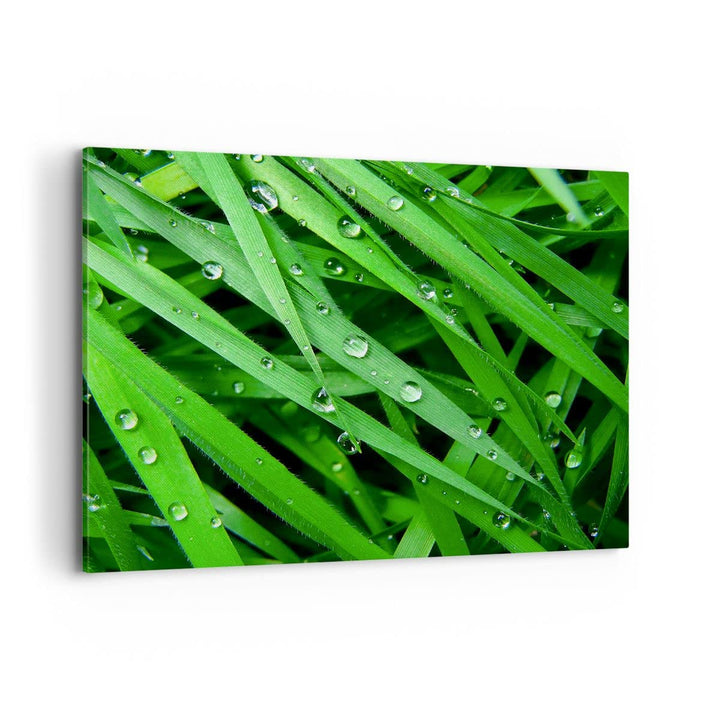 Bilder auf Leinwand 100x70cm Leinwandbild Natur Gras Wasser Tropfen Gross Wanddeko Bild Schlafzimmer