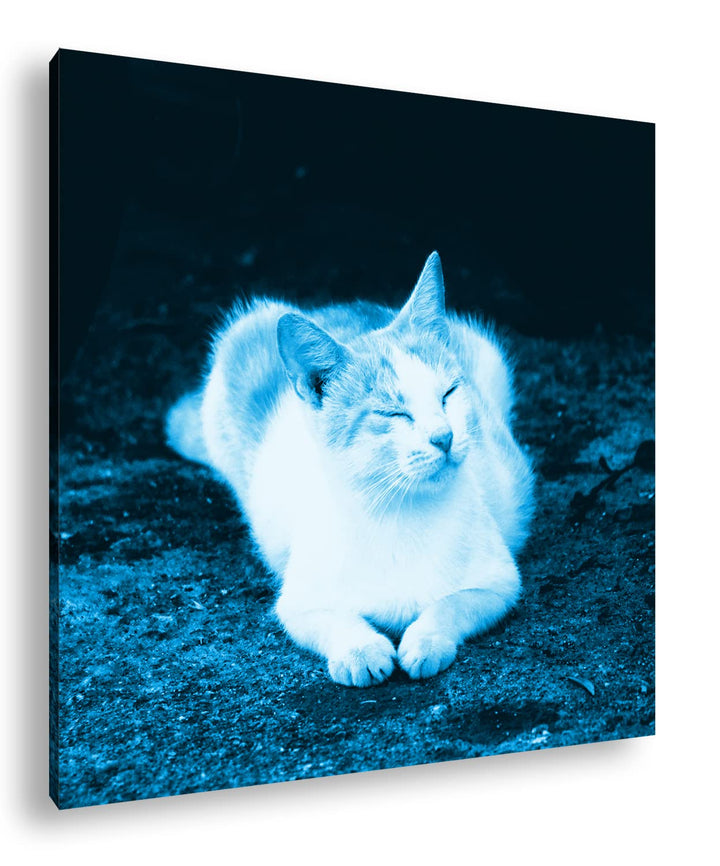 deyoli schläfrige Katze Format: 60x60 Effekt: Monocrome Blau als Leinwandbild, Motiv fertig gerahmt