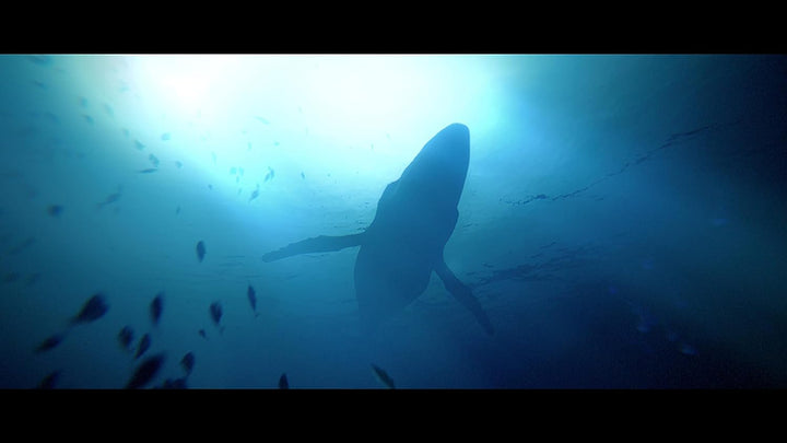 UNDER THE WAVES