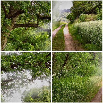 Wandbilder Dekoration Wohnzimmer Pfad Natur Wald Grün Panorama Bilder auf Leinwand 120x50cm Leinwand