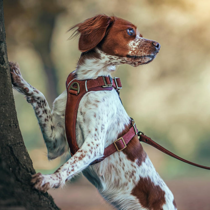 Lord Leder Hundegeschirr mit Guard-Konstruktion | Natürliche Rindsleder, für Grosse Hunde, Komfort u
