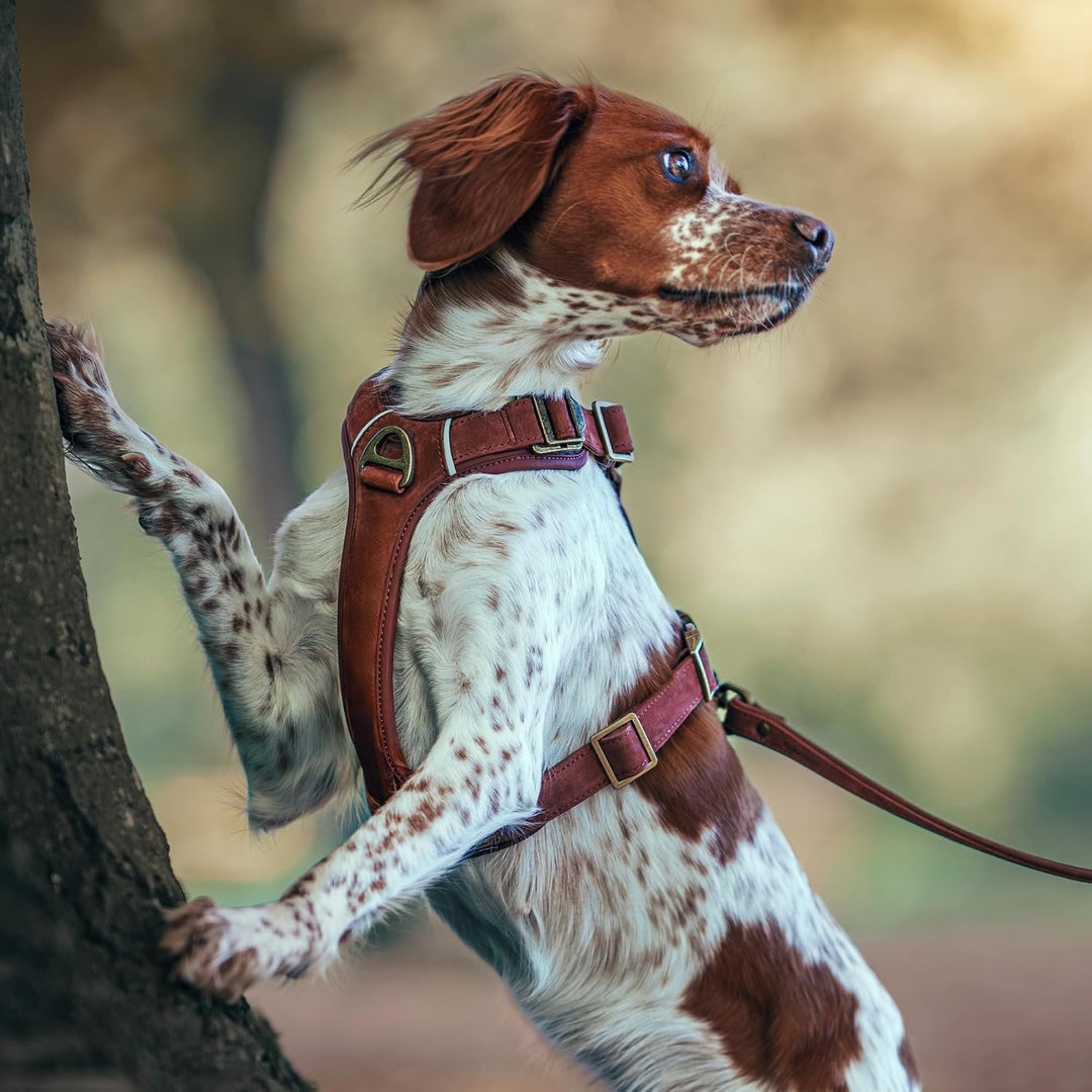 Lord Leder Hundegeschirr mit Guard-Konstruktion, Natürliche Rindsleder, für Sehr Kleine Hunde und We