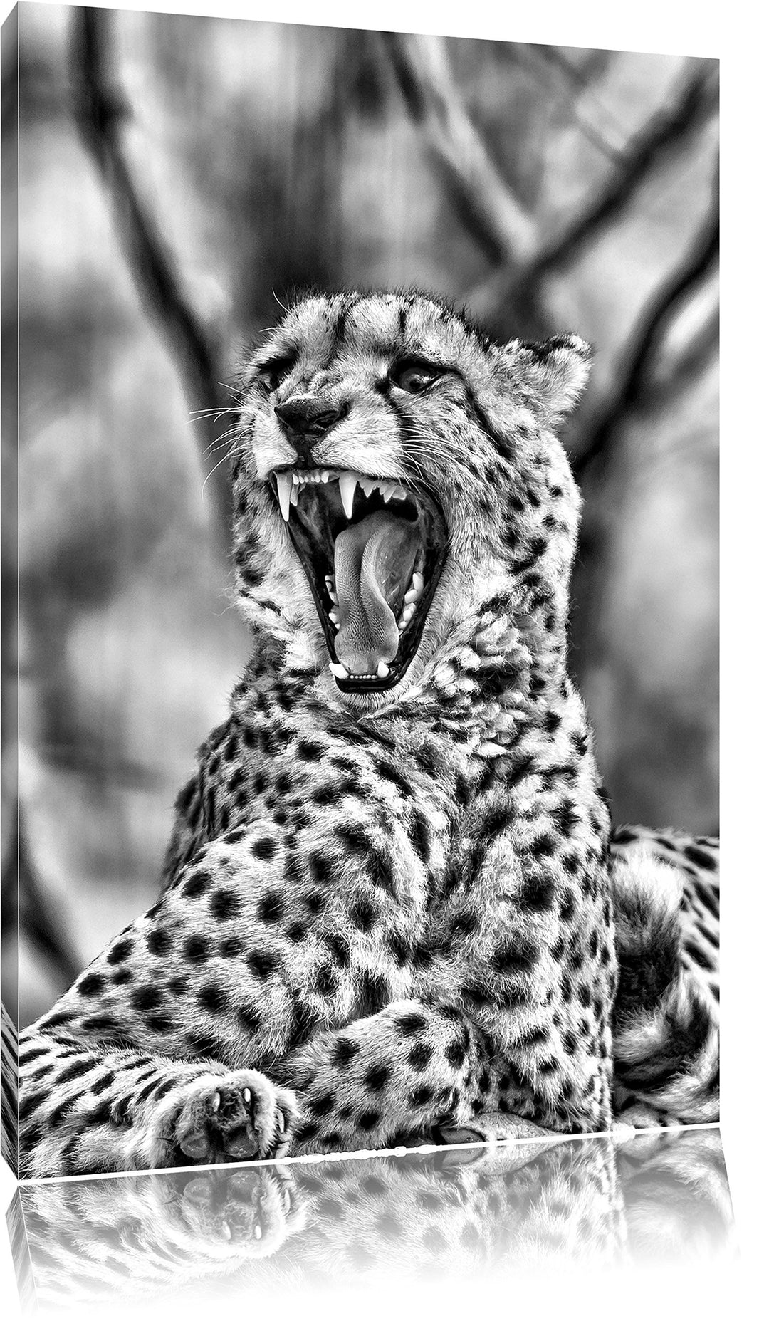 Monocrome, Gepard gähnt, Format: 100x70 auf Leinwand, XXL riesige Bilder fertig gerahmt mit Keilrahm
