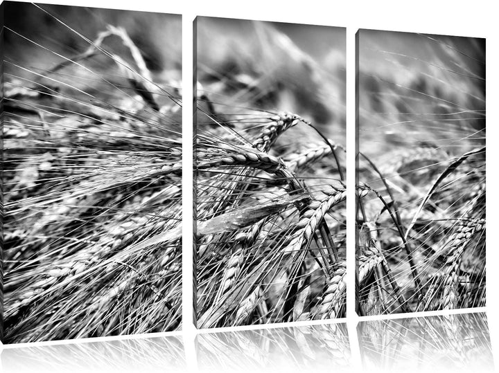 Pixxprint Goldene Getreide Ären als Leinwandbild | Grösse: 3 Teilig (120x80) | Wandbild| Kunstdruck