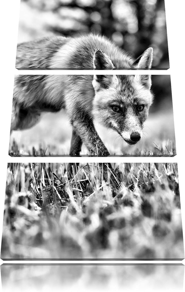 Pixxprint Schöner Fuchs als Leinwandbild/Grösse: 3 Teilig (120x80) cm/Wandbild/Kunstdruck/fertig bes