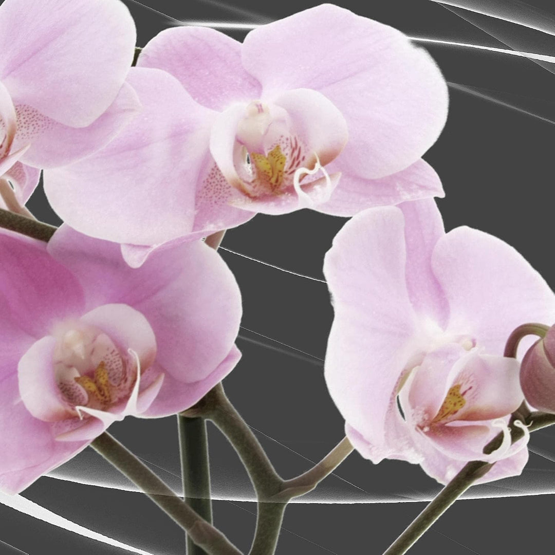 Runa Art - Bilder Blumen Orchidee 200 x 100 cm 5 Teilig XXL Wanddekoration Design Grau Rosa 202951b