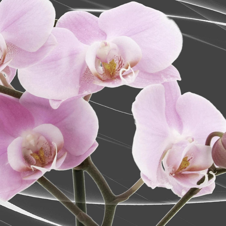 Runa Art - Bilder Blumen Orchidee 200 x 100 cm 5 Teilig XXL Wanddekoration Design Grau Rosa 202951b