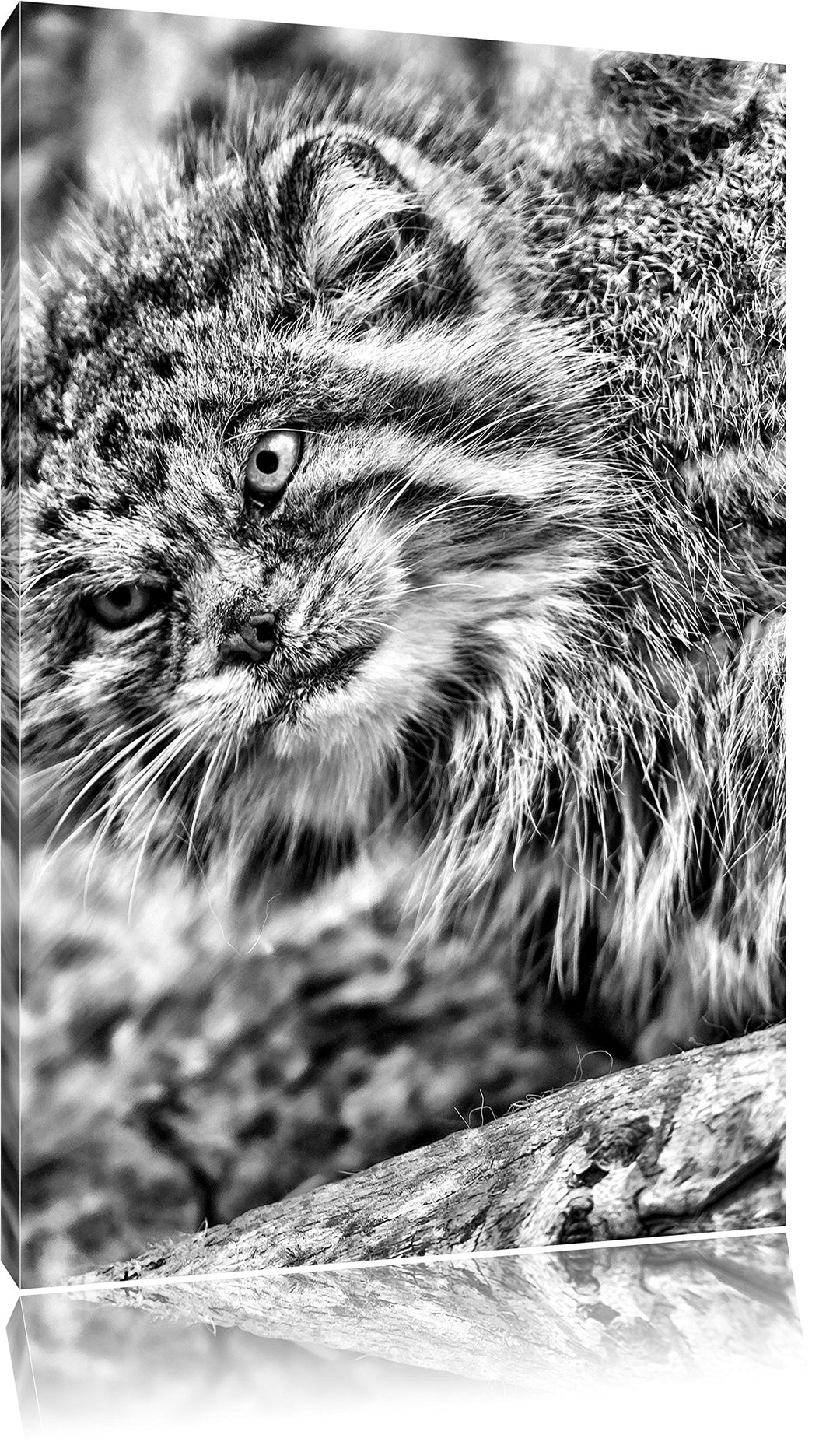 Pixxprint Monocrome, kleine Manul auf Stein, Format: 100x70 auf Leinwand, riesige Bilder fertig gera