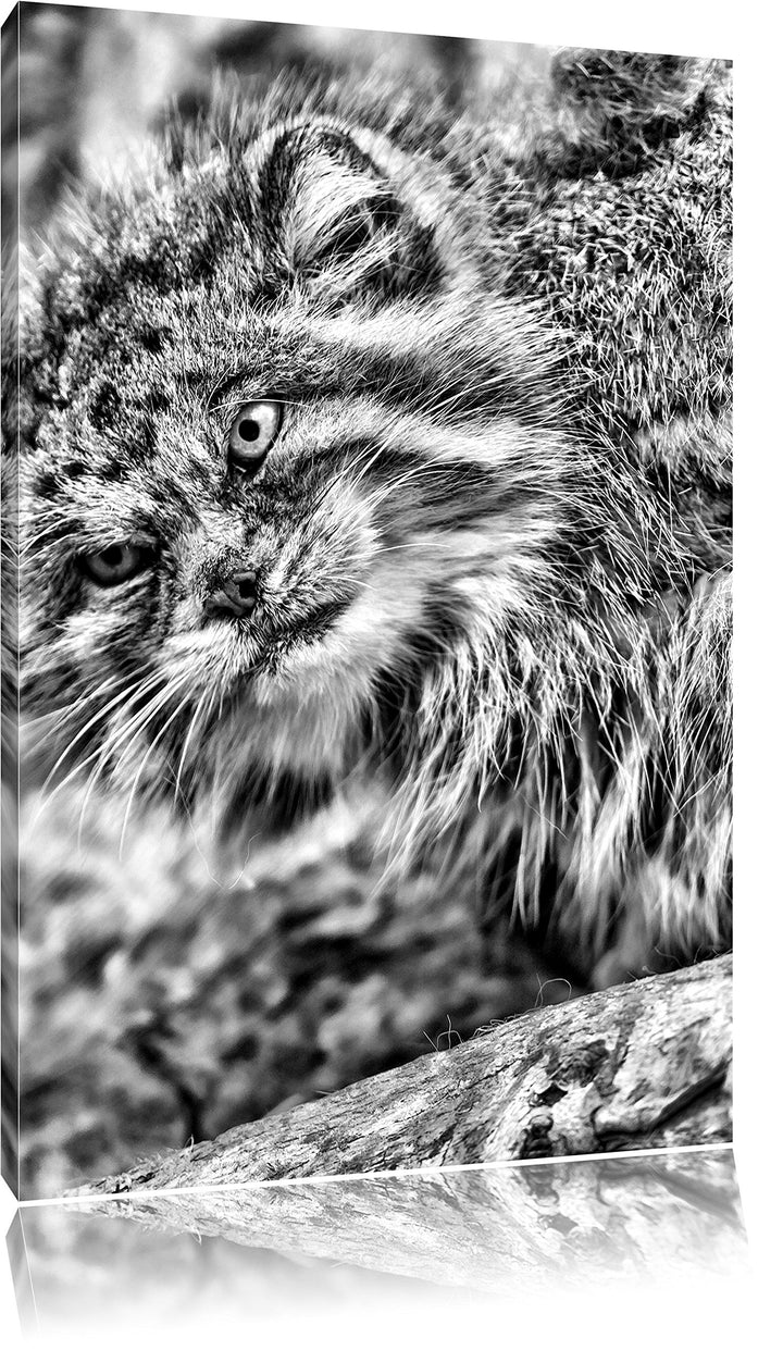 Pixxprint Monocrome, kleine Manul auf Stein, Format: 100x70 auf Leinwand, riesige Bilder fertig gera