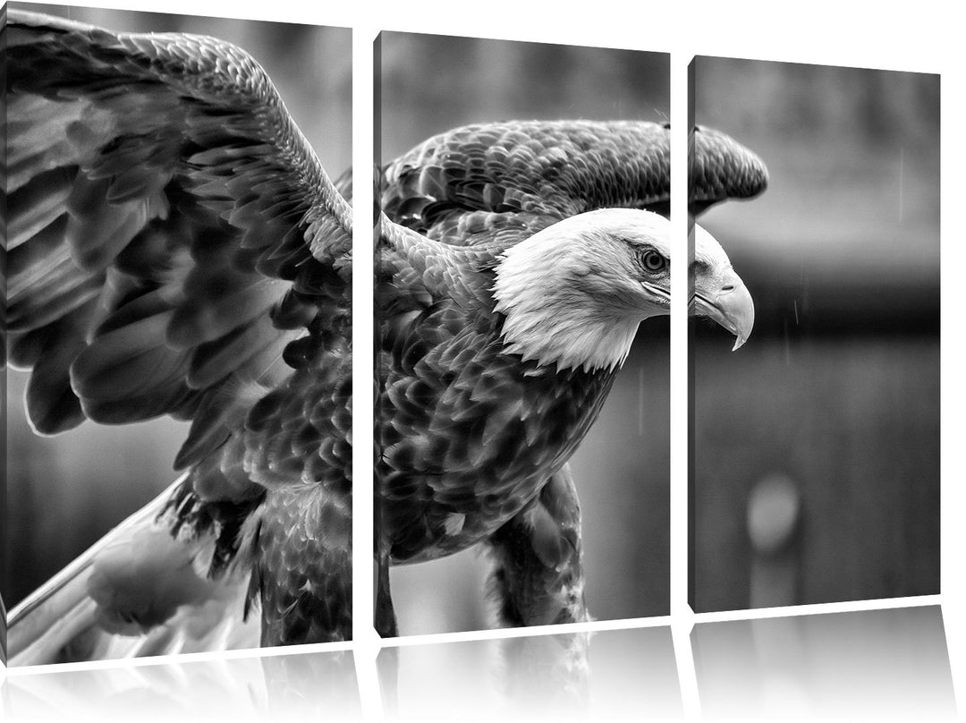 Pixxprint Adler als Leinwandbild | Grösse: 3 Teilig (120x80) | Wandbild| Kunstdruck | fertig bespann