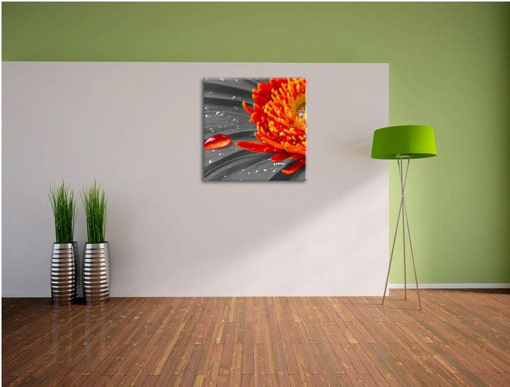 Pixxprint Wassertropfen auf Gerbera als Leinwandbild Quadratisch/Grösse: 70x70 / Wandbild/Kunstdruck