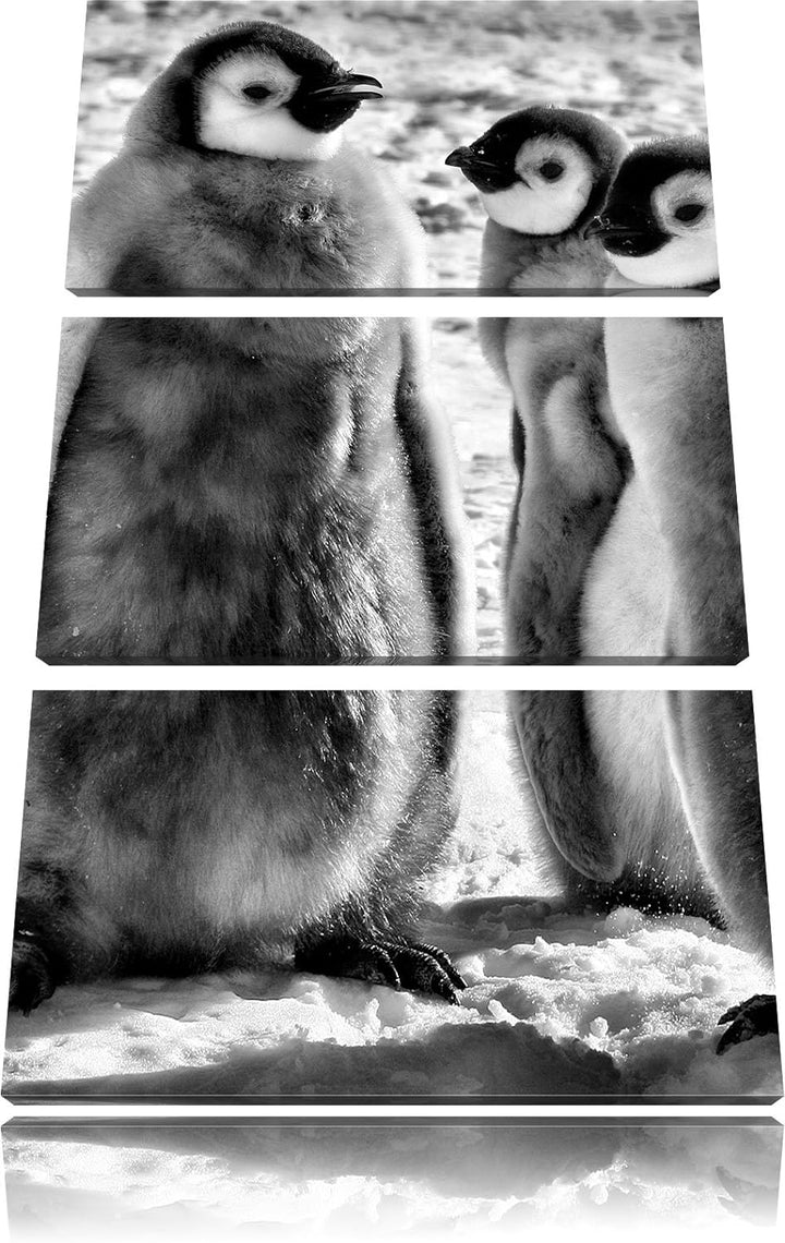 Pixxprint Monocrome, DREI Kaiserpinguin-Küken 3-Teiler Leinwandbild 120x80 Bild auf Leinwand