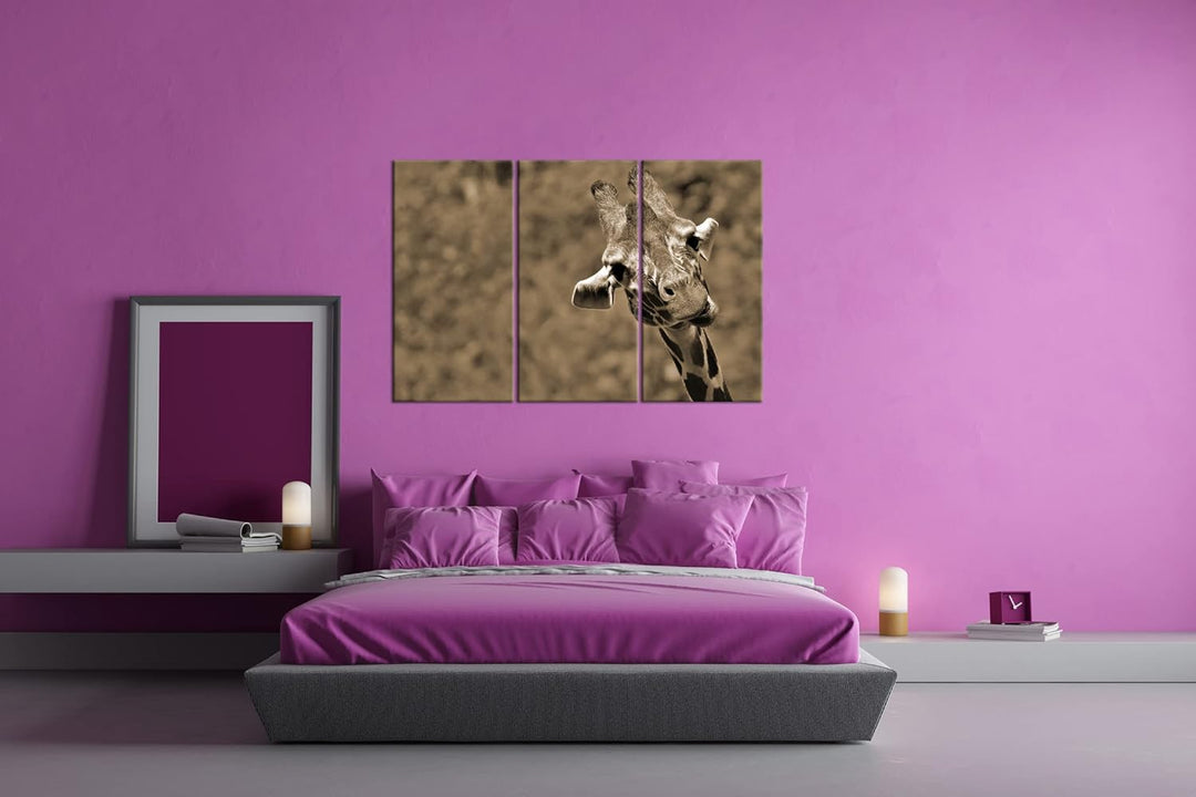 deyoli lustige Giraffe Format: 120x80 cm (3Teilig) Effekt: Sepia als Leinwandbild, Motiv fertig gera