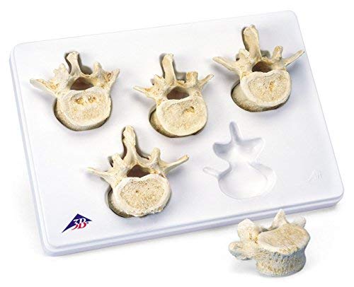 3B Scientific Menschliche Anatomie - Set mit 5 Lendenwirbeln + kostenlose Anatomie App - 3B Smart An