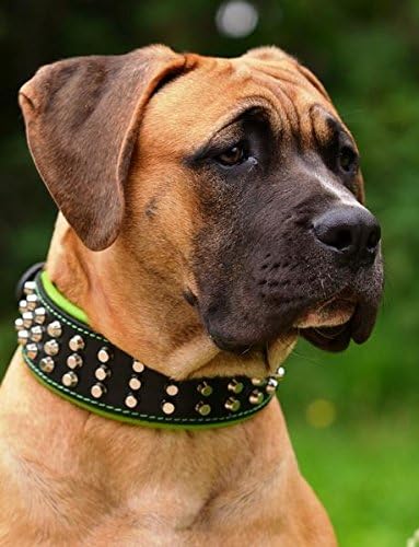 Bestia™ "Stud Echtleder Hundehalsband mit Stumpfnieten für grosse Hunde. Weich gepolstert. 6,3 cm br