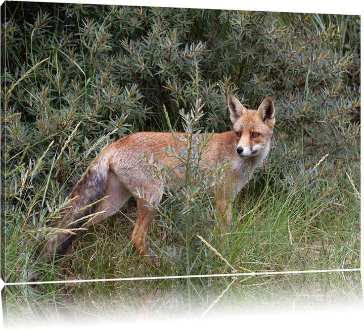 listiger Fuchs im Wildstrauch Leinwand, XXL riesige Bilder fertig gerahmt mit Keilrahmen, Kunstdruck