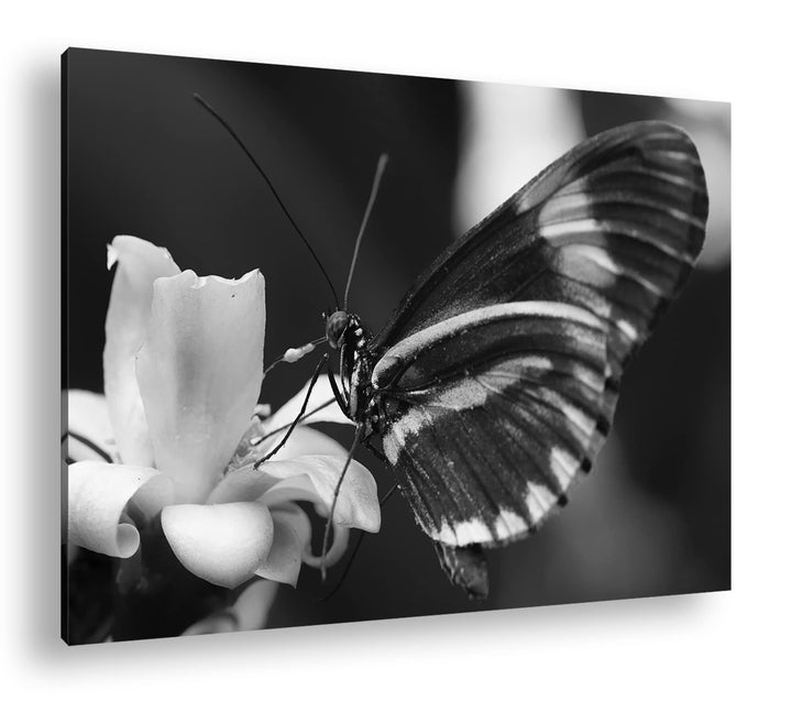 deyoli zauberhafter Schmetterling Effekt: Schwarz&Weiss Format: 80x60 als Leinwandbild, Motiv fertig