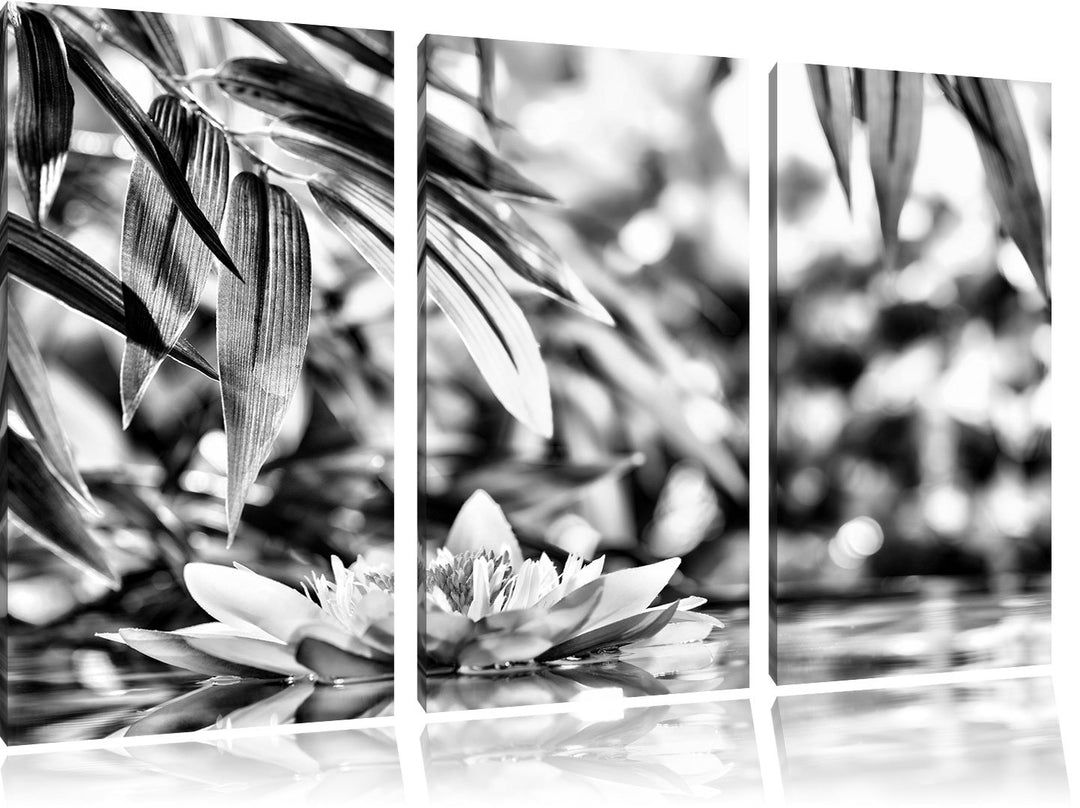 Pixxprint Weisse Seerose im Wasser Wellness als Leinwandbild/Grösse: 3 Teilig (120x80) cm/Wandbild/K