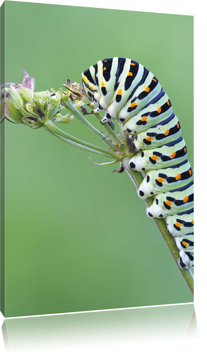 Pixxprint Grüne Raupe auf AST Insekten Urwald Tiere, Format: 100x70 auf Leinwand, 100x70