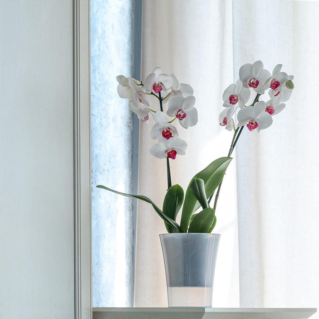 Santino 6er-Set Orchideentopf transparent mit selbstbewässerndem Dochtsystem - D 15 cm - Transparent