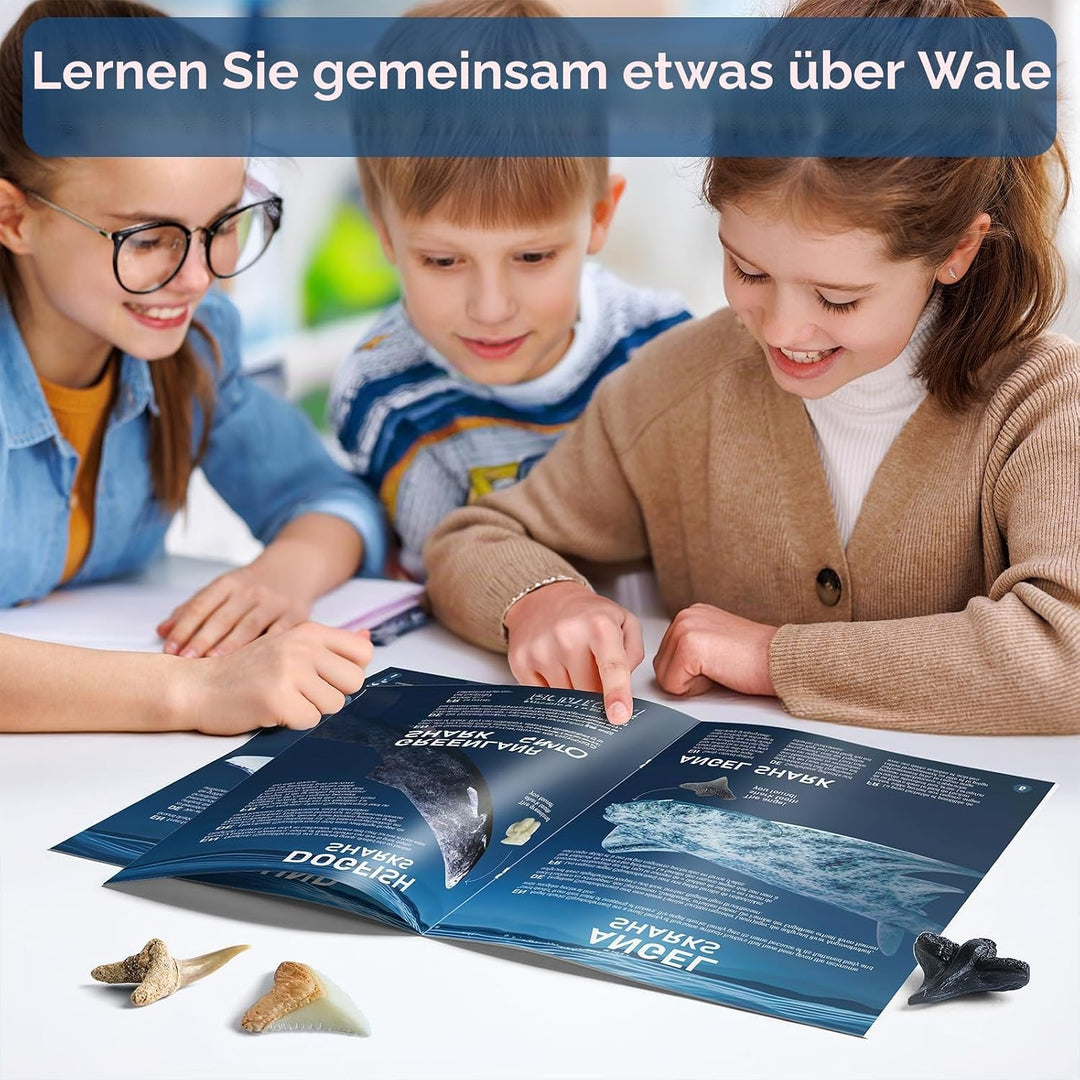 EggBox Haifischzahn-Ausgrabungs- und Sammelset, 1 Echter Haifischzahn und 8 Nachgebildete Haifischzä