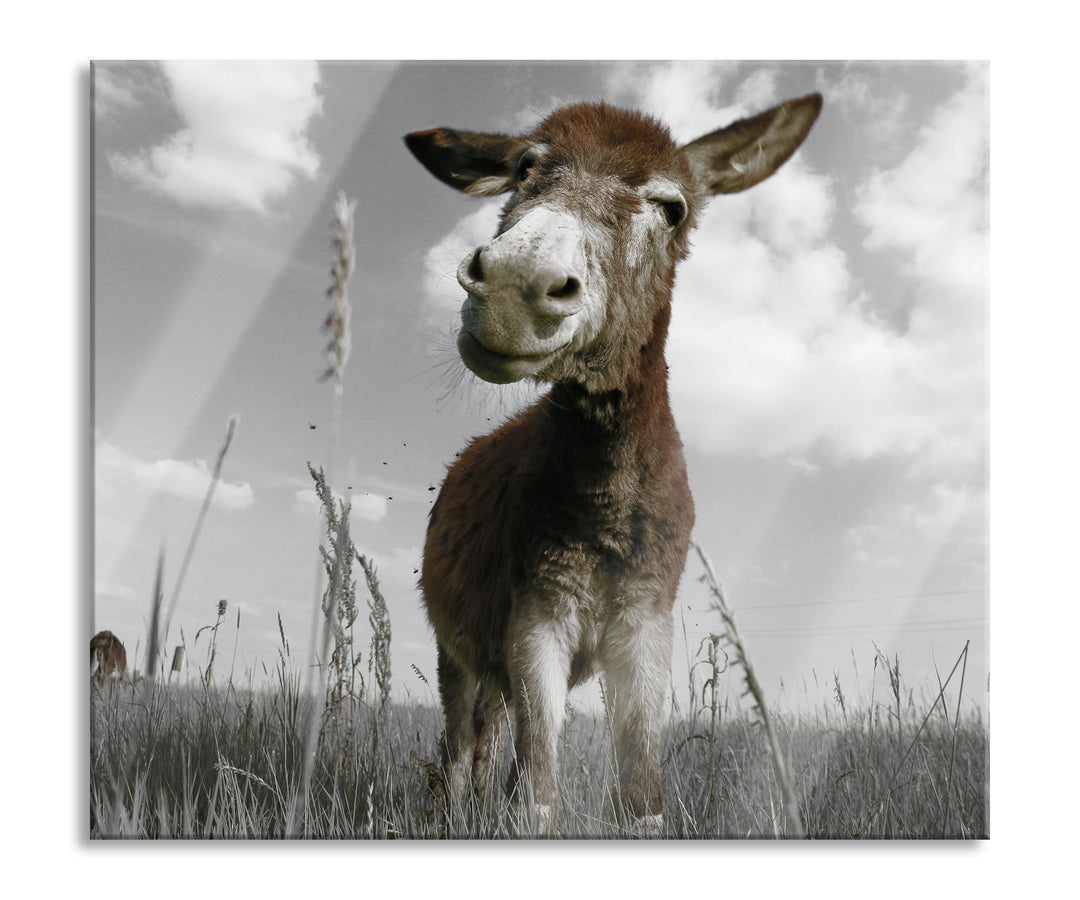 Esel im Feld Herdabdeckplatte & Spritzschutz aus Echtglas | Für Herd-Kochfelder | 60x52 cm