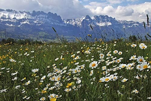 Dufte Momente | Saunaduft Konzentrat Allgäuer Bergkräuter 500ml | in weisser Steinzeugflasche mit Ko