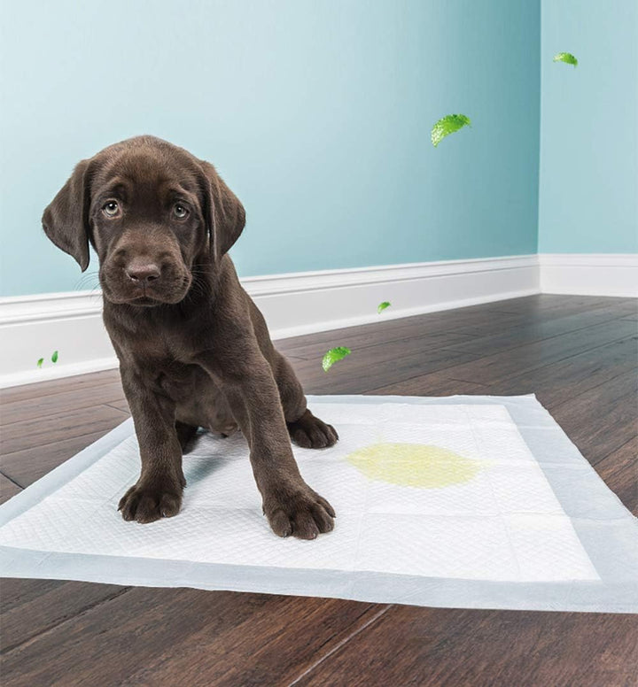 BPS 60 x Hunde Katzen Trainingsmatte für Haustiere, sehr saugfähig, 60 x 60 cm, BPS-2168 x 02 60 Stü