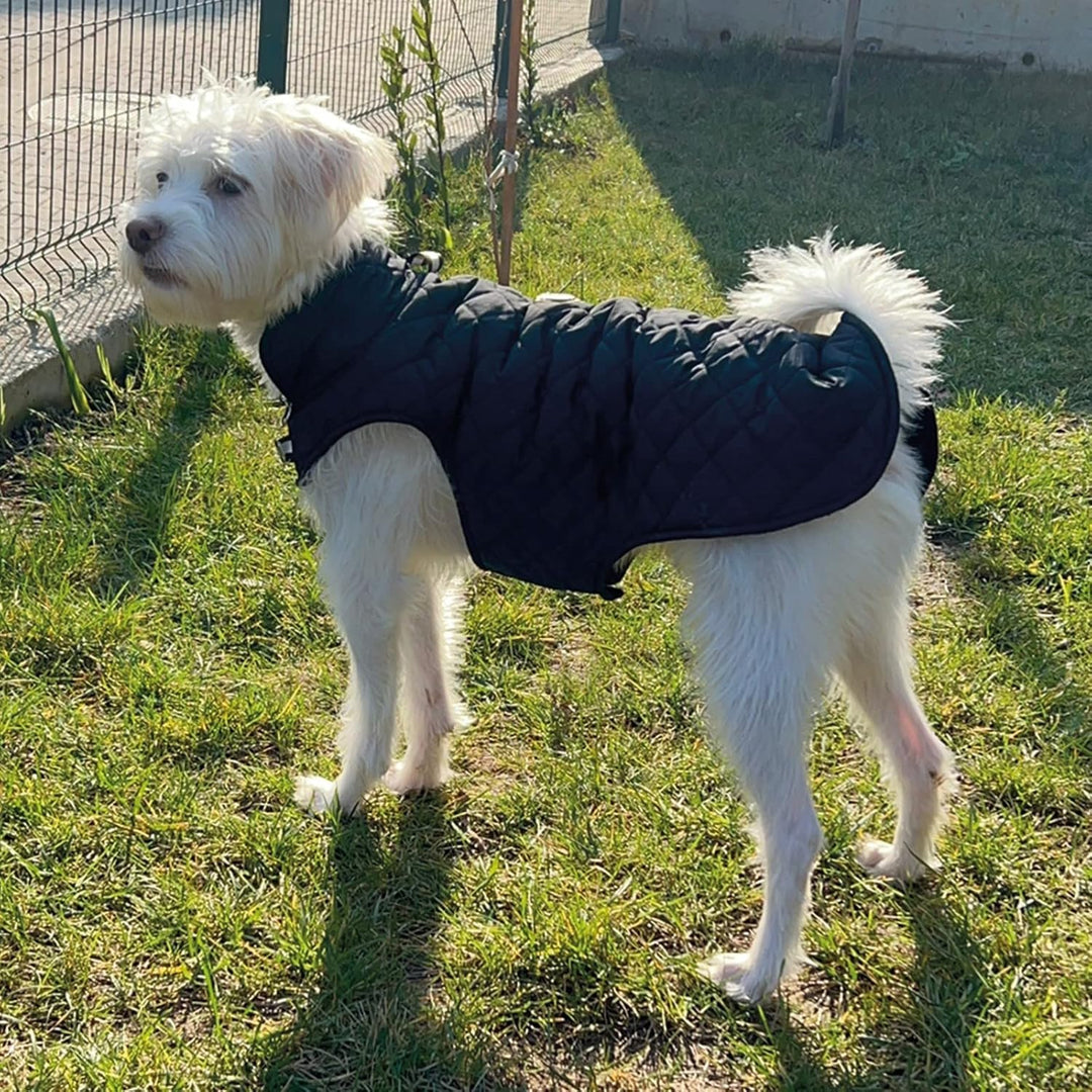 Hundemantel, Wind- und Wasserabweisend, Halsschutz, Sportbekleidung für S-M-L-XL-XXL grosse Hunde. (
